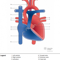 Normal aortic arch