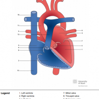 Normal heart