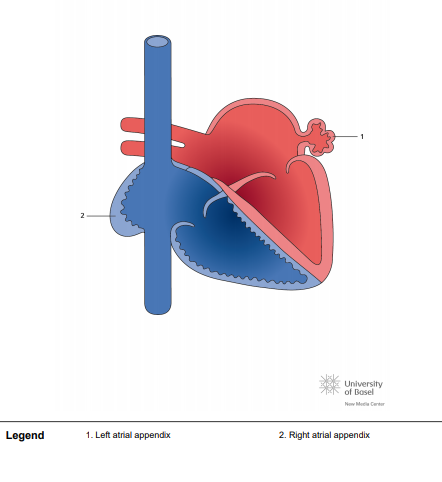 situs solitus with left righ