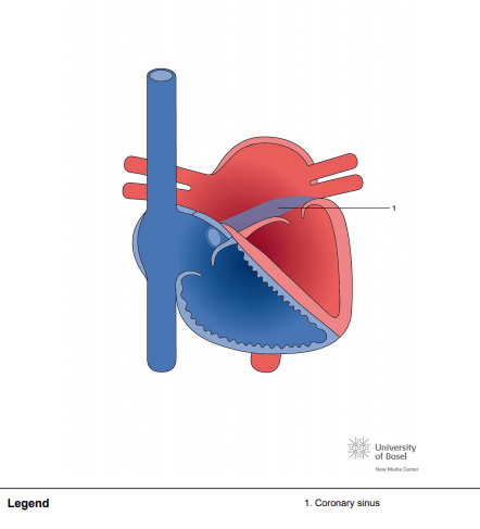 Coronary sinus
