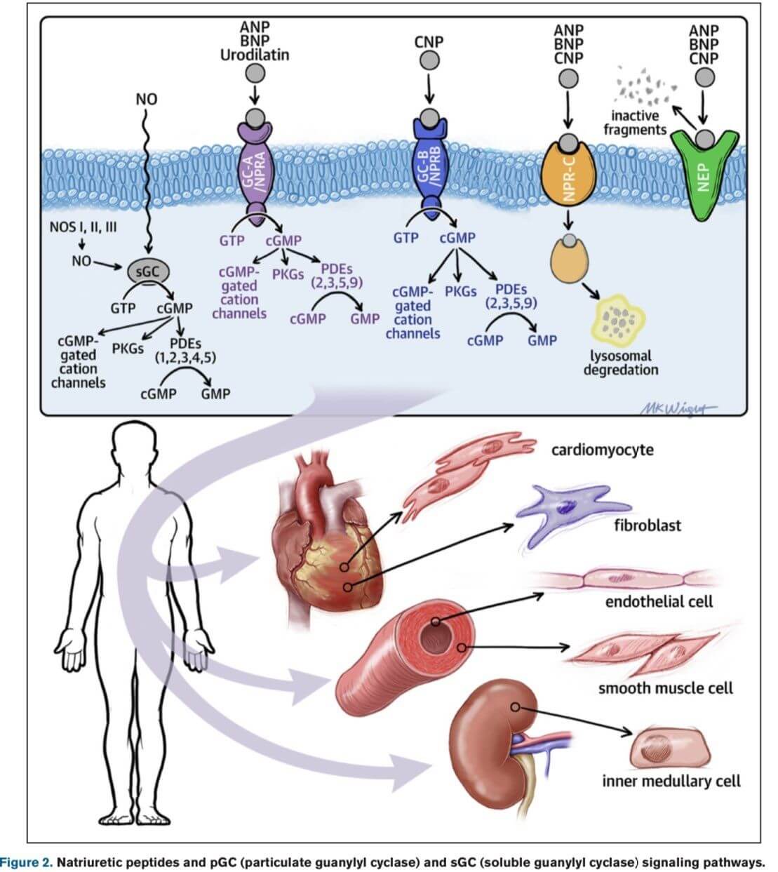 Mechanisms and Models in Heart Failure - Perfusfind