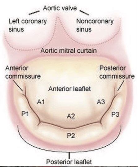 mitral valve
