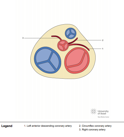 Separate circumflex artery (CX)