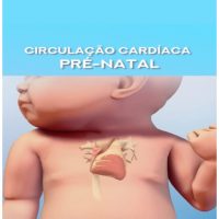 Circulação Cardíaca Pré-Natal – Prenatal Heart Circulation