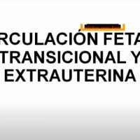 Circulación fetal, transicional y extrauterina