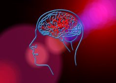 https://perfusfind.com/wp-content/uploads/2024/12/cerebro3-236x168.jpg
